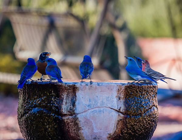 fontaine oiseaux