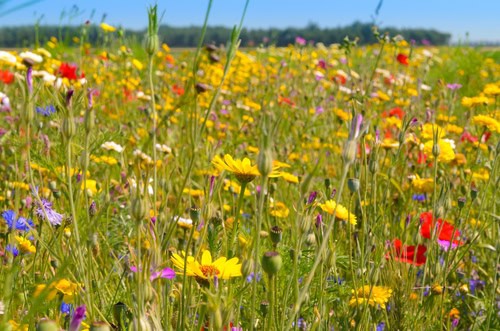 prairie fleurie