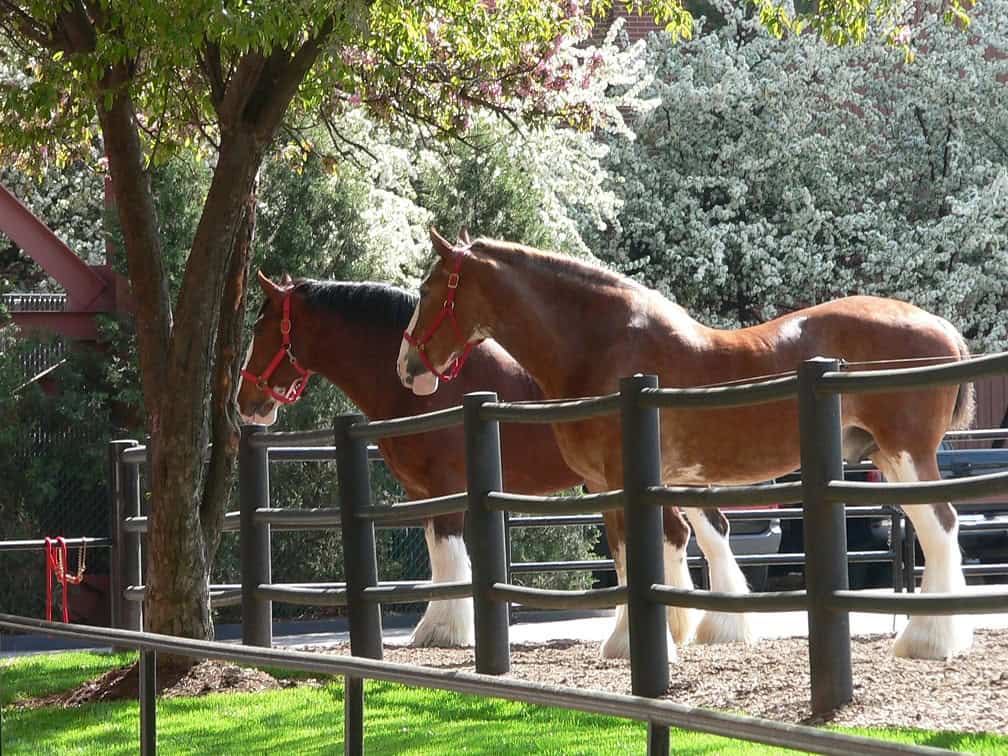 barriere pour cheval 1