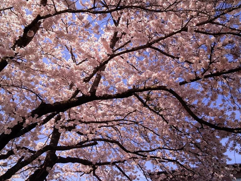 arbre fleuris