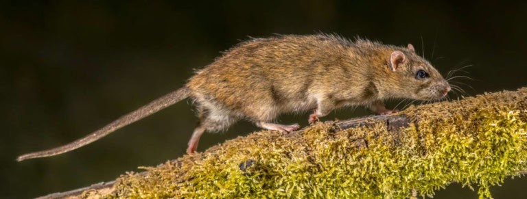 rat brun