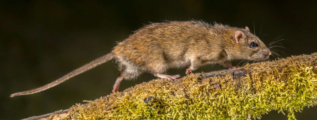 rat brun
